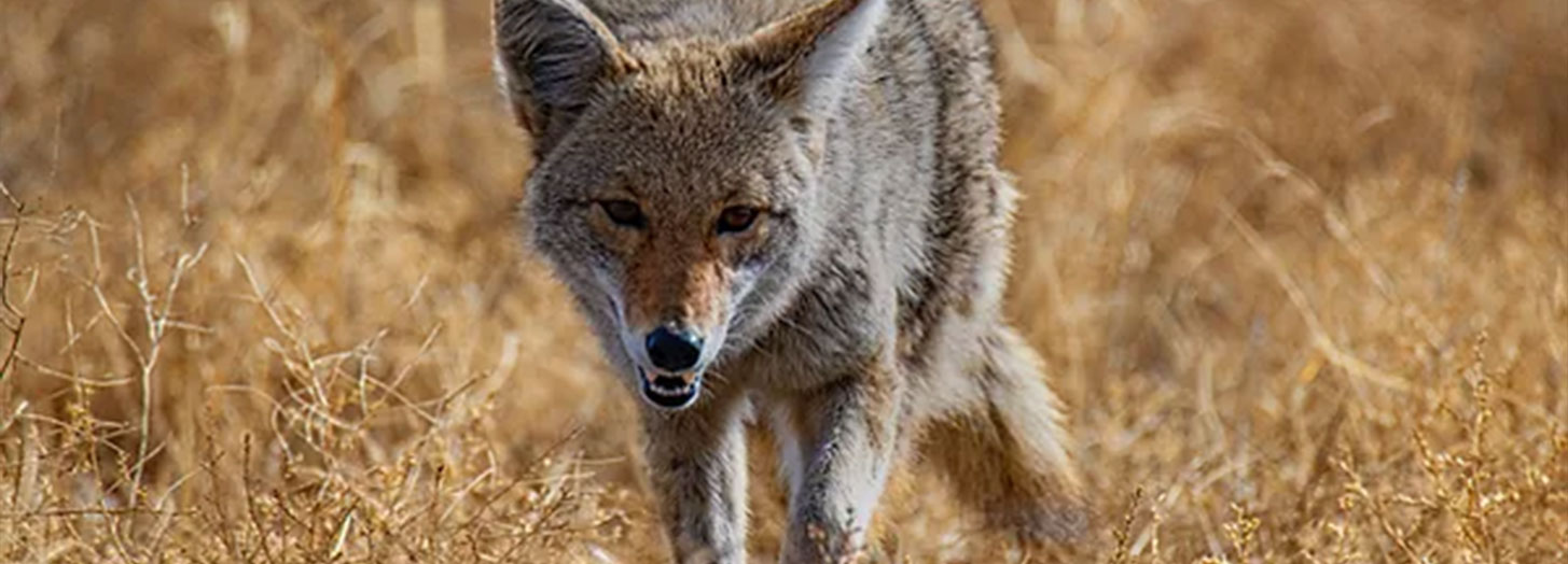 coyote-removal